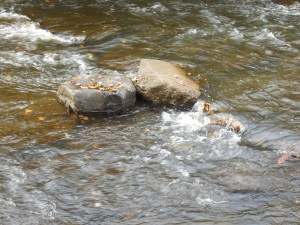 DSCN0929