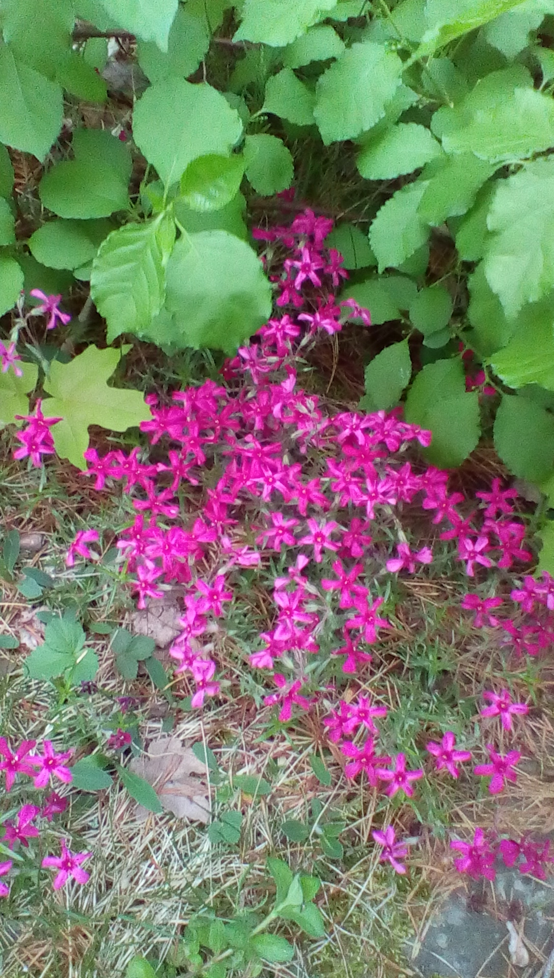 IMG_20150518_192004.jpg image