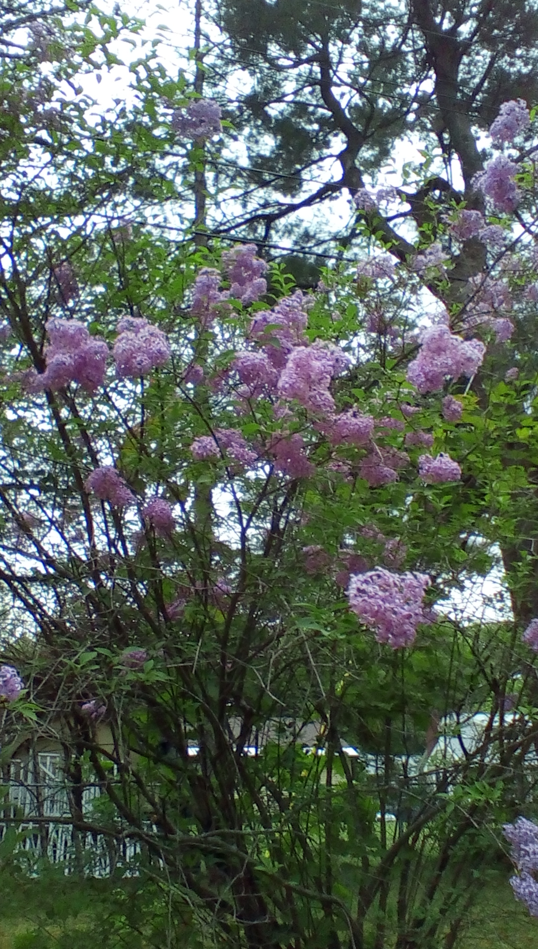 IMG_20150518_192043.jpg image