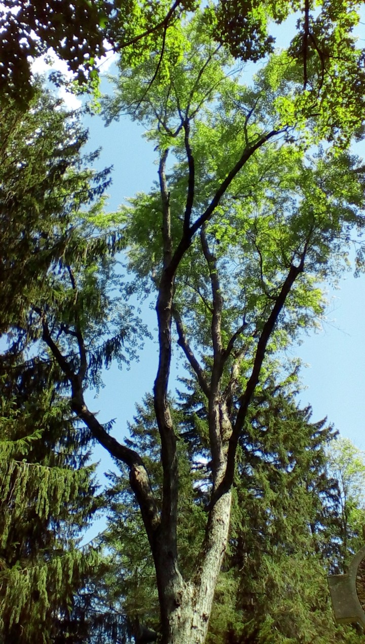 wp-1440293024622 image