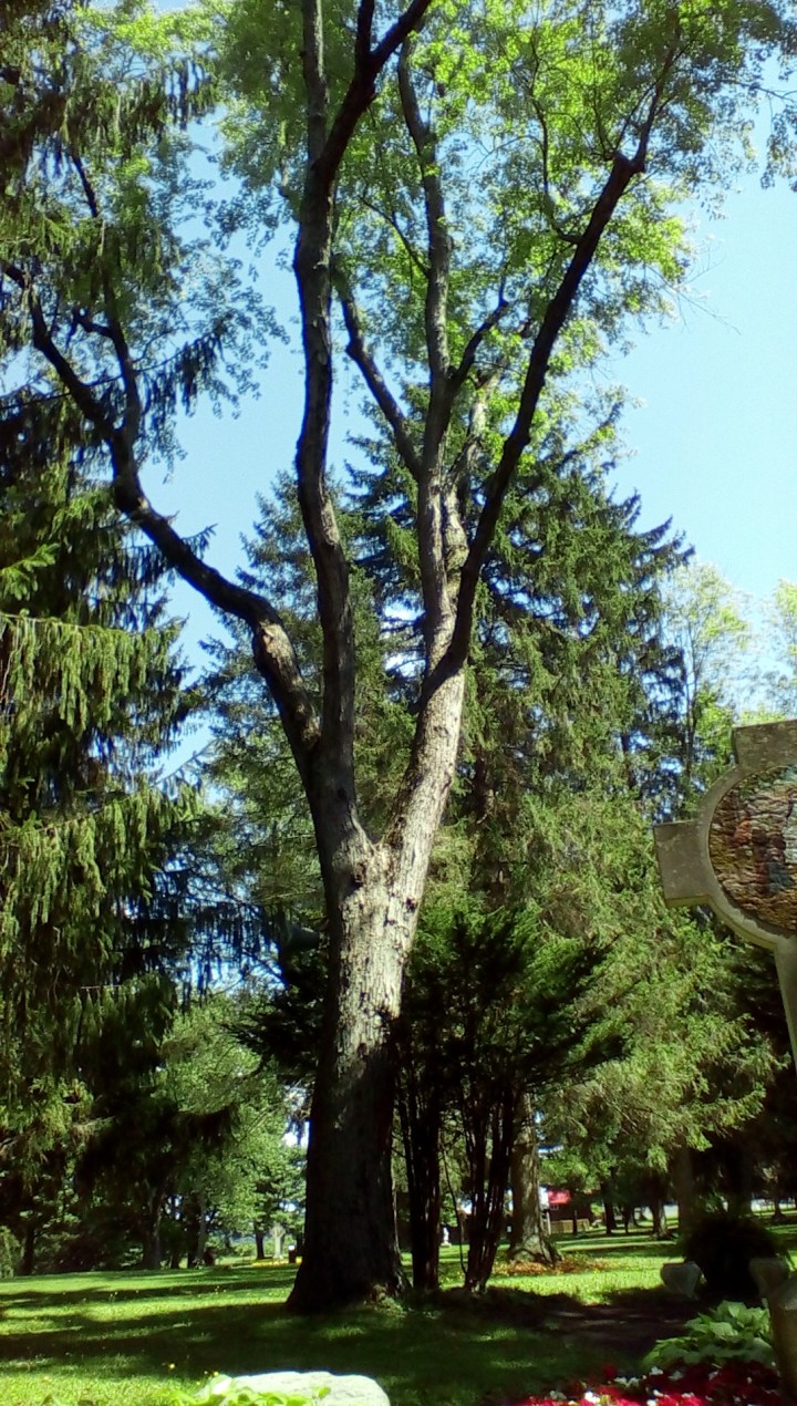 wp-1440293025426 image