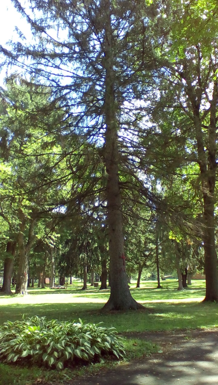 wp-1440293026006 image